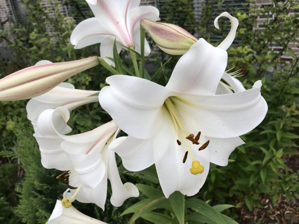 Weiße Lilien gelten als Symbol für die Reinheit der Gottesmutter.
