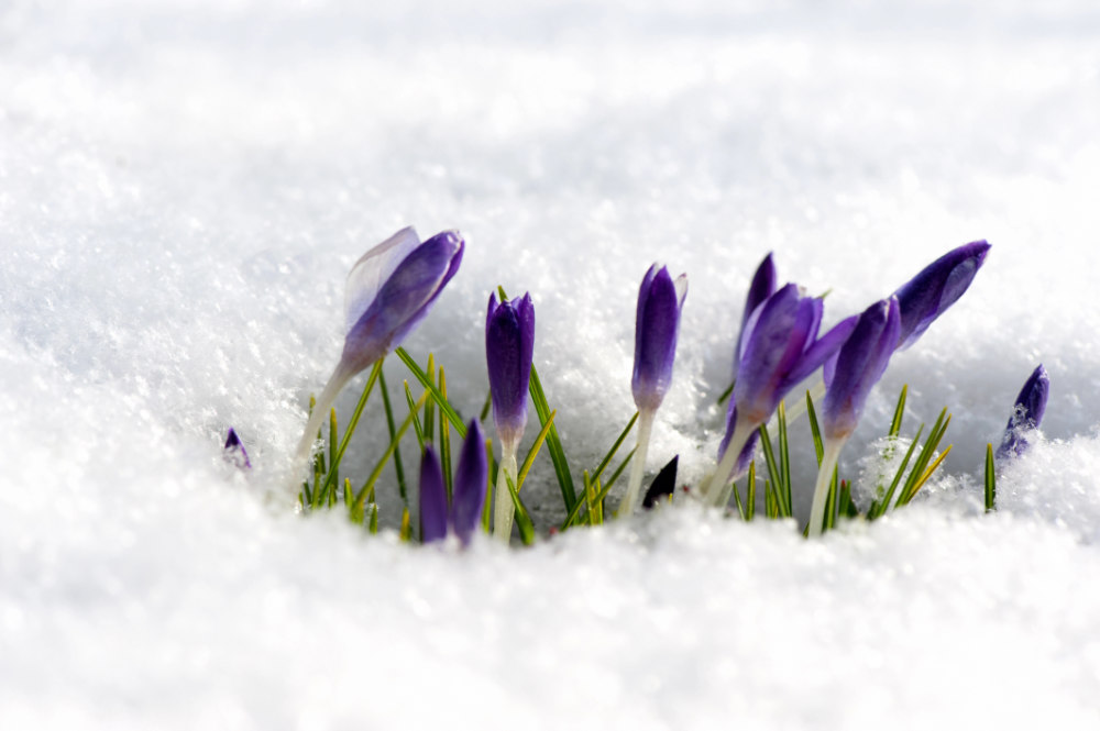 Das Foto zeigt Krokusse, deren Blüten aus dem Schnee herausragen. Darin sieht Barbara Nobis ein Symbol für das Bewusstsein, das aus dem Winterschlaf des Getrennseins von »Allem-Was-Ist« erwacht. 